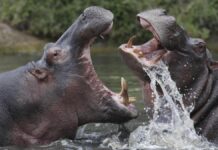 El dilema ético y científico de la eutanasia para los hipopótamos de Escobar