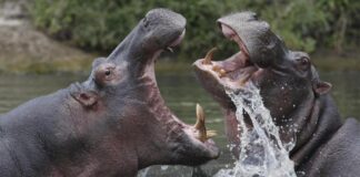 El dilema ético y científico de la eutanasia para los hipopótamos de Escobar