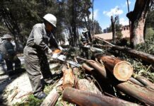 Avanza en más del 40% la tala y poda de árboles cercanos al aeropuerto de Arauca