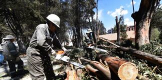 Avanza en más del 40% la tala y poda de árboles cercanos al aeropuerto de Arauca