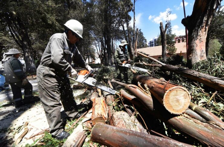Avanza en más del 40% la tala y poda de árboles cercanos al aeropuerto de Arauca