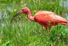 Fauna en Arauca enfrenta desplazamiento y riesgo por incendios