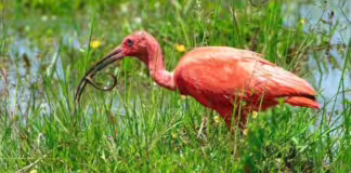 Fauna en Arauca enfrenta desplazamiento y riesgo por incendios