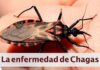 Arauca reporta más de 600 casos de Chagas en la última década