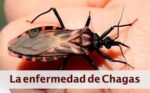 Arauca reporta más de 600 casos de Chagas en la última década