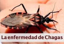 Arauca reporta más de 600 casos de Chagas en la última década