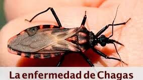 Arauca reporta más de 600 casos de Chagas en la última década