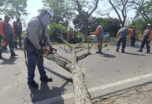 Inician labores de tala y poda para rehabilitar operaciones nocturnas en el aeropuerto de Arauca