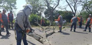 Inician labores de tala y poda para rehabilitar operaciones nocturnas en el aeropuerto de Arauca