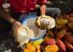Cacaoteros de Tame promocionan la calidad del chocolate araucano en escenarios internacionales de España