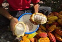 Cacaoteros de Tame promocionan la calidad del chocolate araucano en escenarios internacionales de España