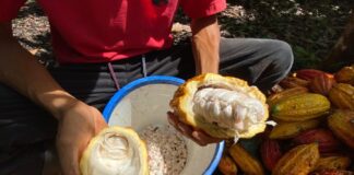 Cacaoteros de Tame promocionan la calidad del chocolate araucano en escenarios internacionales de España