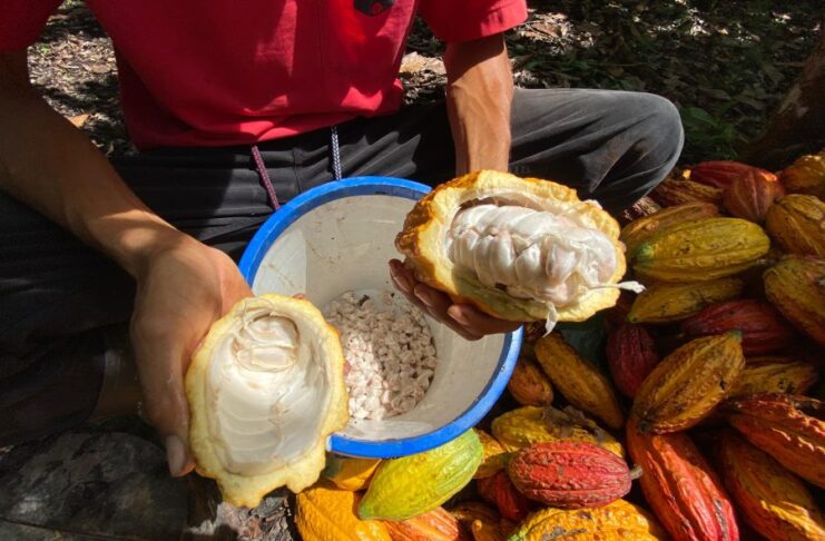 Cacaoteros de Tame promocionan la calidad del chocolate araucano en escenarios internacionales de España