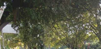 A VECES NO SE NECESITA MUCHO… SOLO AMAR A SARAVENA