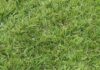 Un llamado respetuoso a todos los propietarios de mascotas que visitan la pista de atletismo de la cancha del pueblo, recientemente recuperada para el uso de los deportistas.