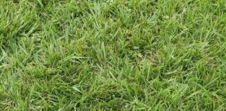 Un llamado respetuoso a todos los propietarios de mascotas que visitan la pista de atletismo de la cancha del pueblo, recientemente recuperada para el uso de los deportistas.