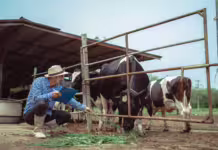 Ganaderos de Tame y el ICA articulan acciones para agilizar la expedición de guías de movilización animal