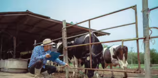 Ganaderos de Tame y el ICA articulan acciones para agilizar la expedición de guías de movilización animal