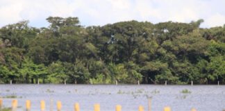 Emergencia invernal en Tame: Inundaciones dejan a 28 familias de la comunidad Makaguan damnificadas y sin cultivos